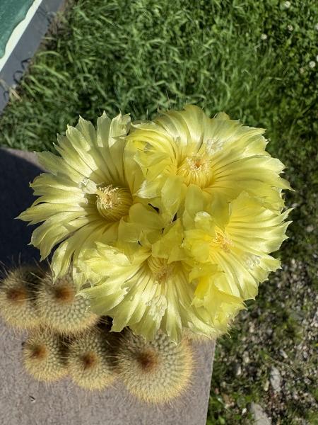 Notocactus leninghausii